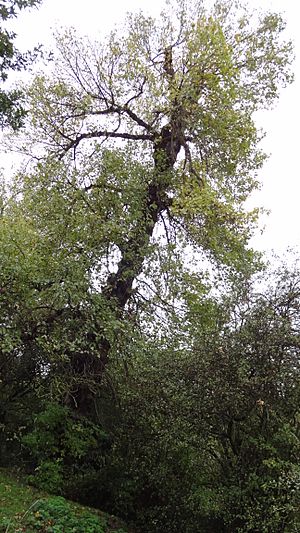 Black Poplar in The Chase Nature Reserve, Barking