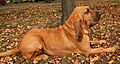 Bloodhund rf54