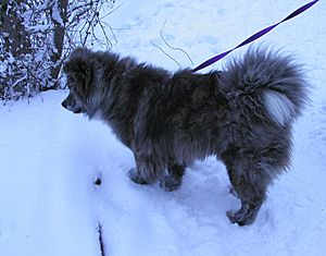 Brindle Moku Akita Inu - Long Fur - In Snow