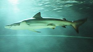 A bronze shark with a white belly and a triangular dorsal fin, viewed against the sunlit water surface