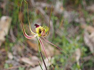 Caladenia falcata 02