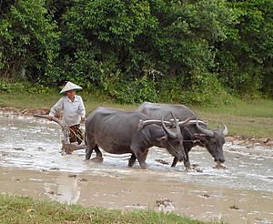 Cambodia buffaloes in paddy fields