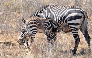 Cape Mountain Zebras (Equus zebra) mare and foal suckling ... (31281408687)
