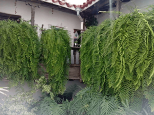 Casa Quintana Interior 2012