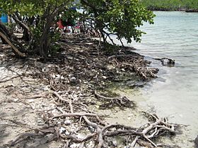 Cayos de Caña Gorda-6 (mangrove shore)