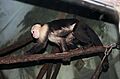 Cebus capucinus at the Bronx Zoo 001