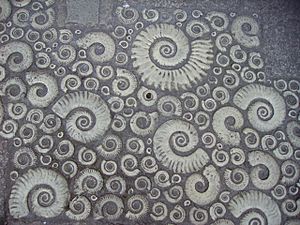 Coade stone Ammonites
