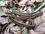 Common Garter Snake (33317486034)