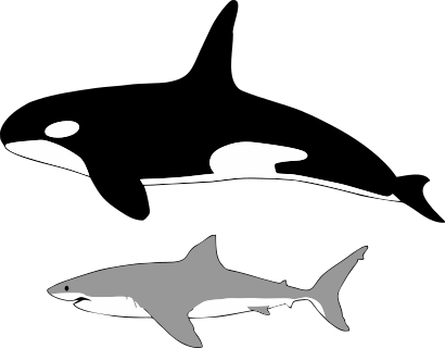 Comparison of size of orca and great white shark