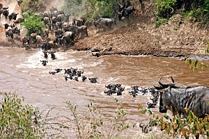Connochaetes taurinus -Wildebeest crossing river -East Africa