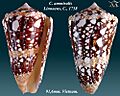 Conus ammiralis 5