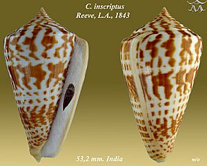 Conus inscriptus 1