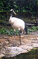 Crane japan2