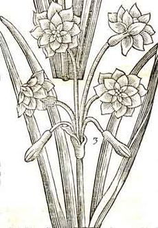 Daffodil-JohnParkinson-ParadisiinSole-1656