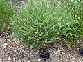 Darwinia carnea