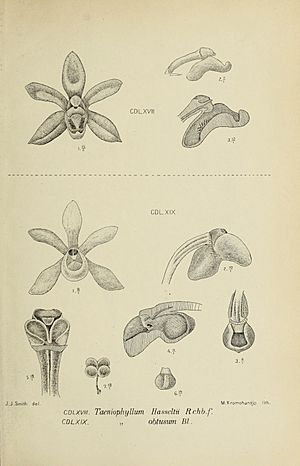 Die Orchideen von Java - fig. 468-469 (1912).jpg