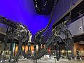 Diplodocid sauropod skeletons, Lee Kong Chian Natural History Museum, Singapore - 20150808-01