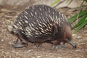 Echidna - melbourne zoo