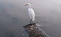 Egret at Lake Merritt