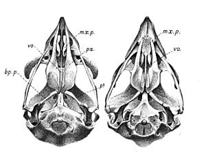 Elanus Falco skulls