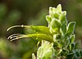 Eremophila subfloccoa KP gnangarra-10