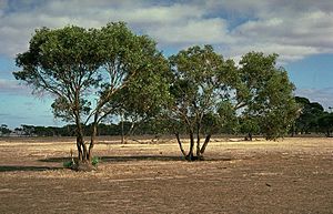 Eucalyptus behriana habit.jpg