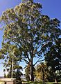 Eucalyptus camaldulensis - Queen's Tree - Kings Park