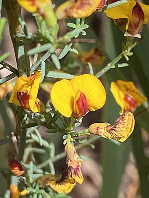Eutaxila microphylla image.jpg