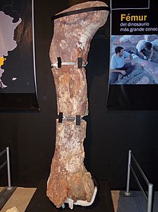 Fémur del Titanosauria del Chubut en el MEF 02