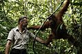 FZS Programm Director Peter Pratje working with orangutans in Bukit Tigapulu, Indonesia