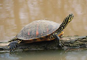 Florida Redbelly Turtle.jpg