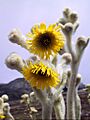 Frailejon Espeletia schultzii