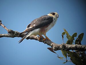 Gampsonyx swainsonii Gavilancito perlado Pearl Kite (16231848357)