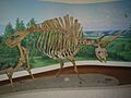 Giant Bison in profile at RSM (4677024357)
