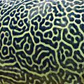 Giant Pufferfish skin pattern detail