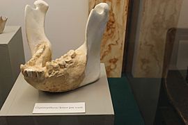 Gigantopithecus UIMNH
