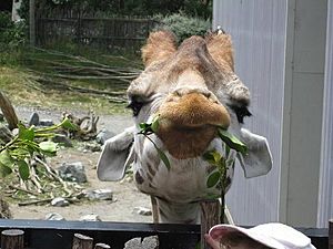 GiraffeFeeding wiki