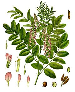 Glycyrrhiza Facts for Kids
