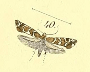 Glyphipterix tungella Felder and Rogenhofer, 1875.png
