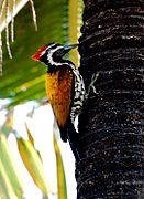 Goldenbacked woodpecker
