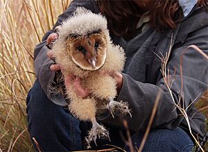 Grass owl