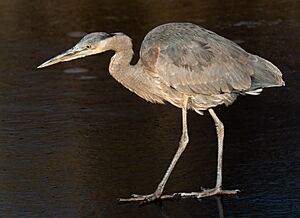 Great blue heron in GWC (21718)