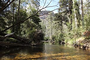 Grose River, near Blue Gum Forest, Grose Valley, Blue Mountains 1