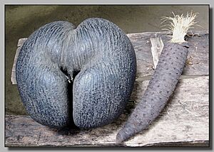 I frutti del cocò de mer - M e F - panoramio