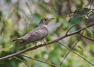 Indian Cuckoo1