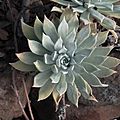 J20171219-0063—Dudleya traskiae—RPBG—DxO (39178167062)