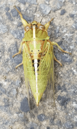 Variable cicada Facts for Kids