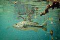 Largemouth bass 01