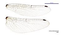 Lathrocordulia garrisoni male wings (34672293570)
