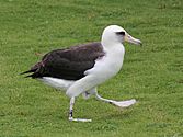 Laysan Albatross RWD8a